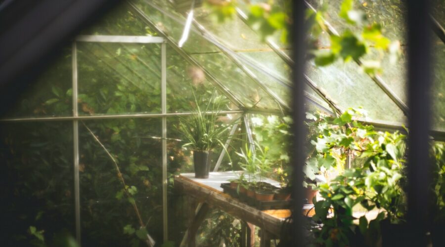 Bee In The Greenhouse
